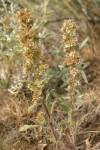 Varied-leaf Phacelia