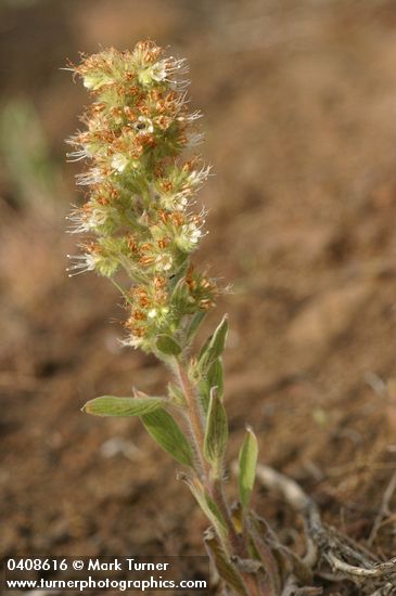 Phacelia heterophylla