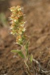 Varied-leaf Phacelia