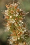 Varied-leaf Phacelia blossoms detail