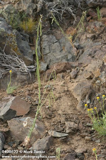 Arabis puberula