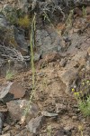 Hoary Rockcress