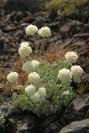 Cushion Buckwheat