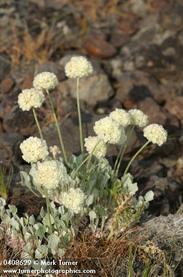 Eriogonum ovalifolium var. purpureum