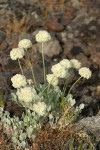 Cushion Buckwheat