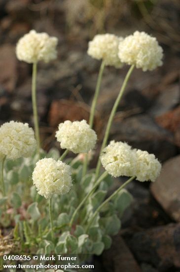 Eriogonum ovalifolium var. purpureum