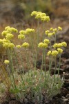 Blue Mountain Buckwheat