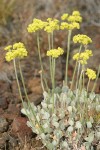 Blue Mountain Buckwheat