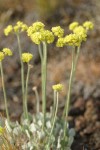 Blue Mountain Buckwheat