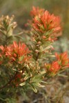 Desert Indian Paintbrush bracts & blossoms