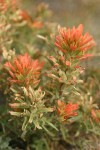 Desert Indian Paintbrush bracts & blossoms