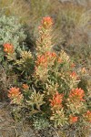 Desert Indian Paintbrush