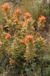 Desert Indian Paintbrush