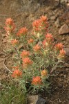 Desert Indian Paintbrush