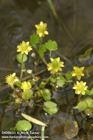 Ranunculus cymbalaria