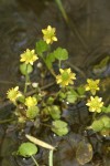 Shore Buttercup in shallow stream