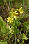 Shore Buttercup