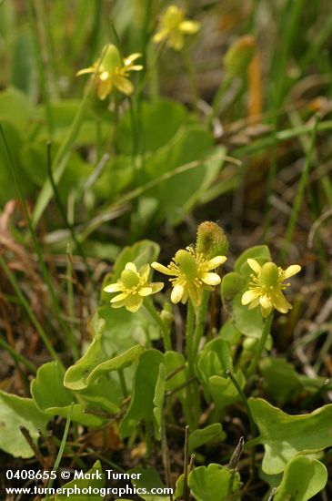 Ranunculus cymbalaria