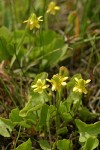 Shore Buttercup