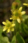 Shore Buttercup blossoms detail