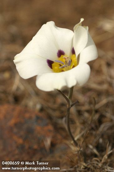 Calochortus bruneaunis