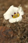 Bruneau Mariposa Lily