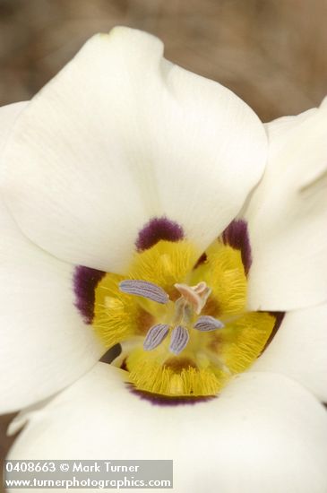 Calochortus bruneaunis