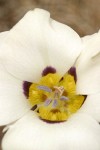 Bruneau Mariposa Lily blossom detail