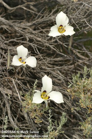 Calochortus bruneaunis