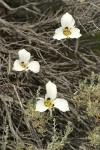 Bruneau Mariposa Lilies among Sagebrush