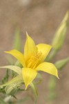 Blazing Star blossom opening