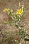 Blazing Star w/ blossoms opening