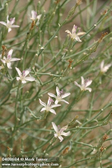 Stephanomeria minor var. minor (S. tenuifolia)