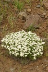 Nuttall's Linanthus