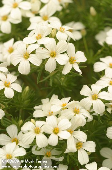 Linanthus nuttallii ssp. nuttallii (Linanthastrum nuttallii)