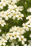 Nuttall's Linanthus blossoms detail