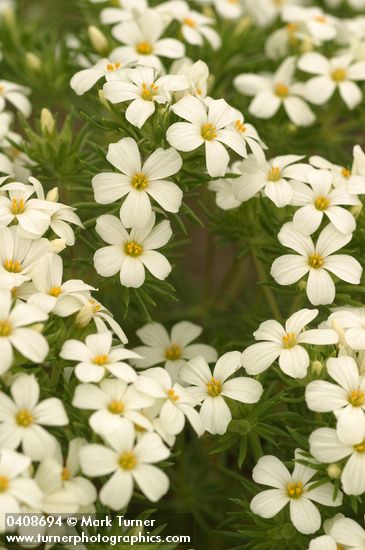 Linanthus nuttallii ssp. nuttallii (Linanthastrum nuttallii)