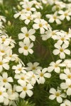 Nuttall's Linanthus blossoms & foliage