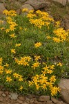 Stemless Goldenweed