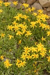 Stemless Goldenweed