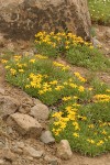 Stemless Goldenweed