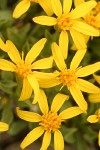 Stemless Goldenweed blossoms detail