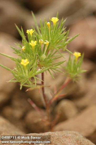 Navarretia breweri