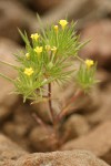 Yellow-flowered Navarretia