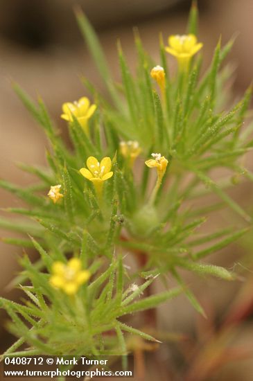 Navarretia breweri