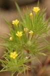 Yellow-flowered Navarretia