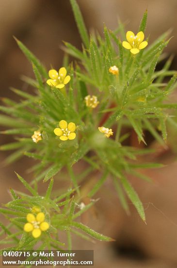 Navarretia breweri