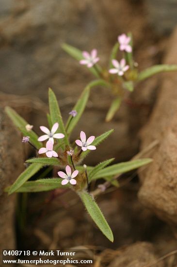 Gilia sinistra