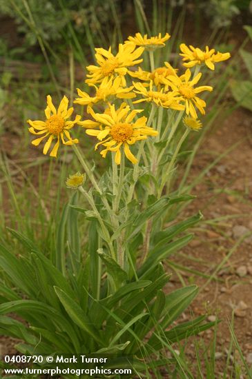 Hymenoxys hoopesii