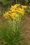 Orange Sneezeweed